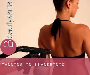 Tanning in Llandrinio